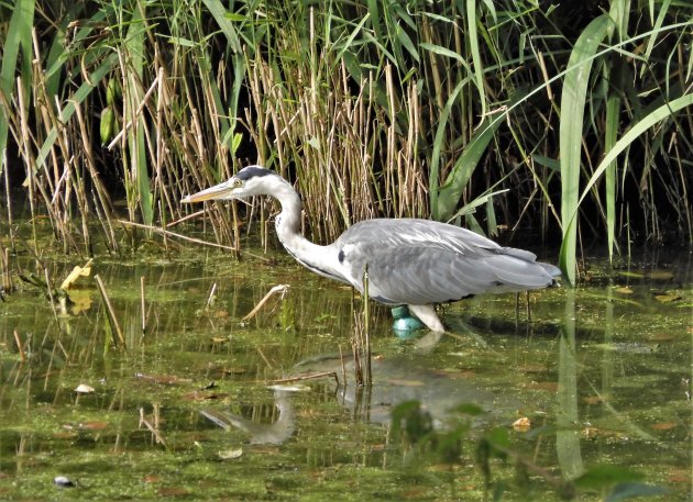 Reiger in Brilschanspark met waterflesje