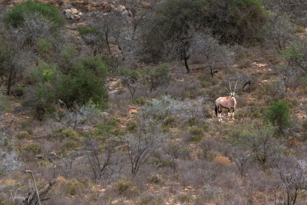 Gemsbok in zijn habitat