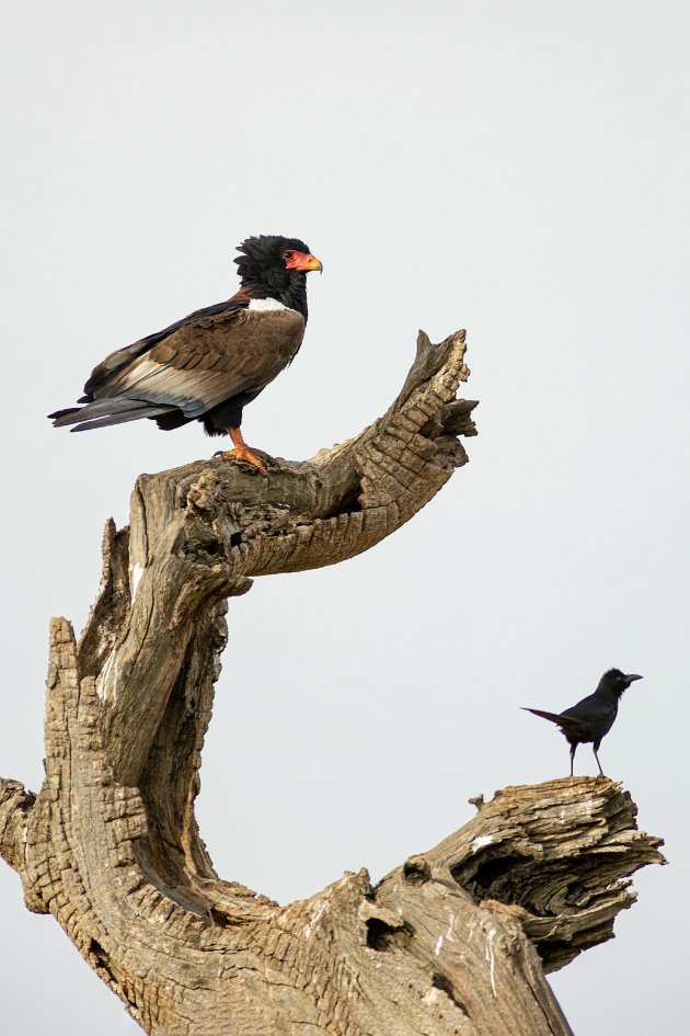 Oeganda Kidepo National Park