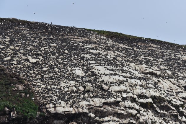 Zeekoeten kolonie bij Witless Bay