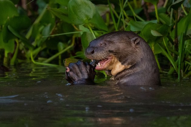 Reuzenotter met visje