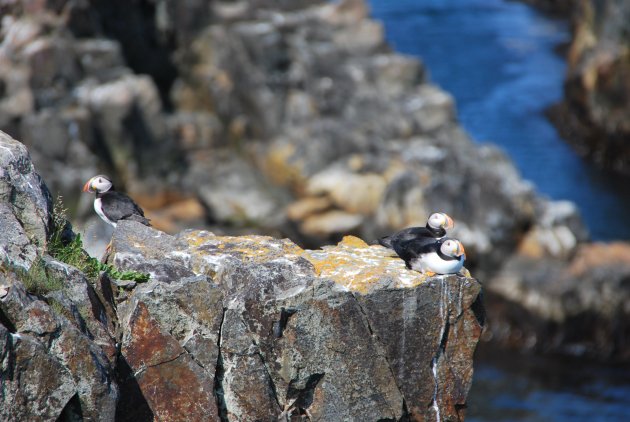 Puffins op Newfoundland