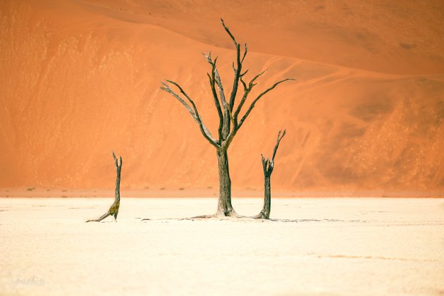 900 years old Dead trees