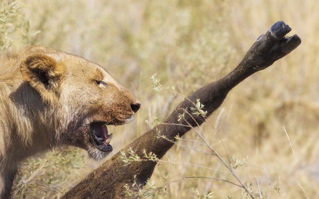 Buffel op het menu