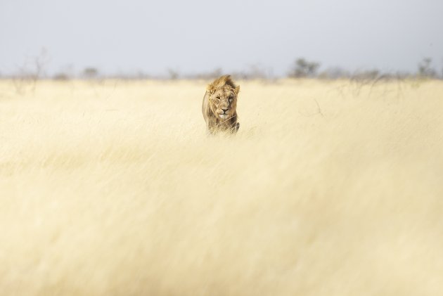 Geduldig zijn in Etosha