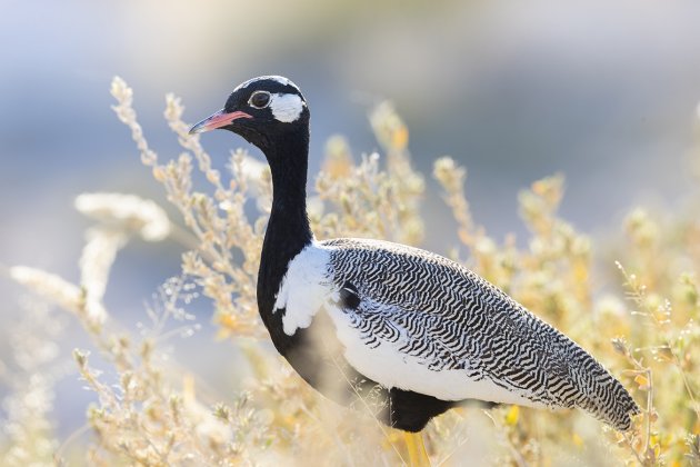 Vogels bewonderen in Etosha