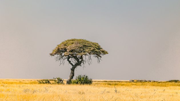 The Umbrella Thorn