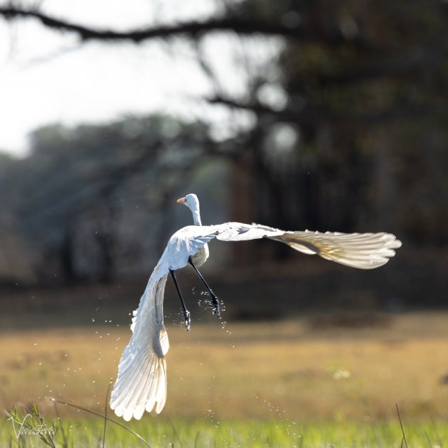 Great Egret