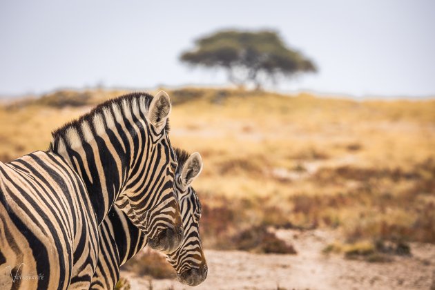 2 colorfull zebra's