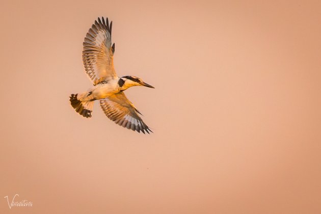 Pied Kingfisher