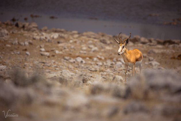 Springbokkie