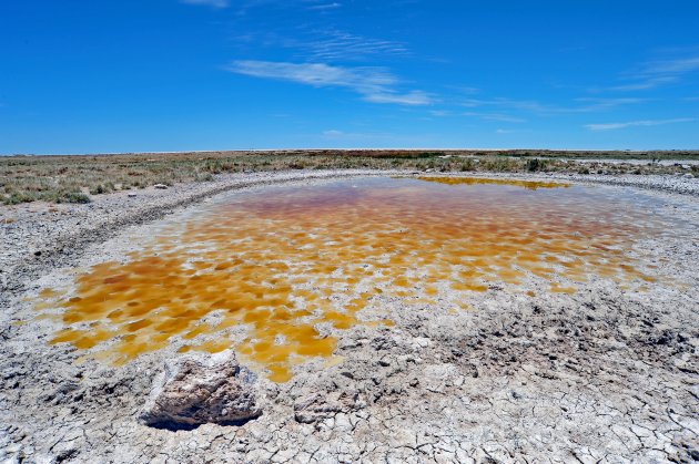 Waterhole Etosha NP Namibië