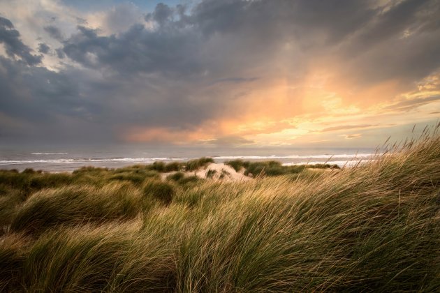 Schoorlse Duinen