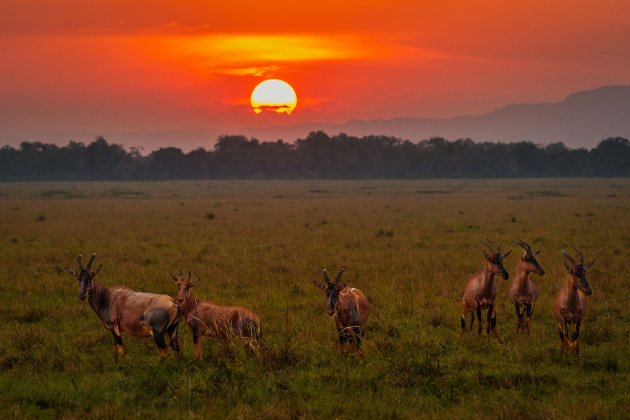 Lierantilopen bij zonsondergang