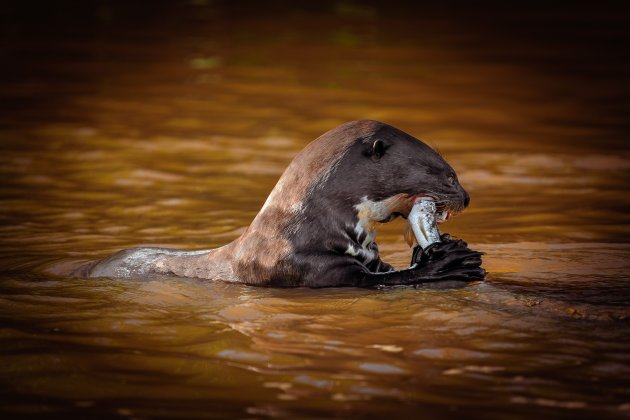 Reuzenotter met een hapje