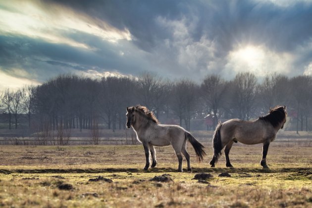 Konikpaarden Bourtange