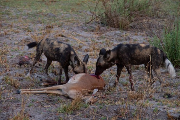 De kill van wilde honden