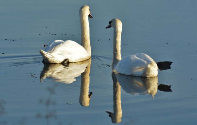 zwanen in Schulensmeer (Linkhout)