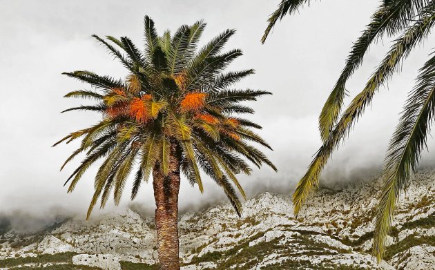 Palmbomen in de mist