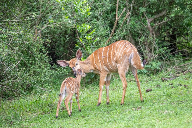 Nyala