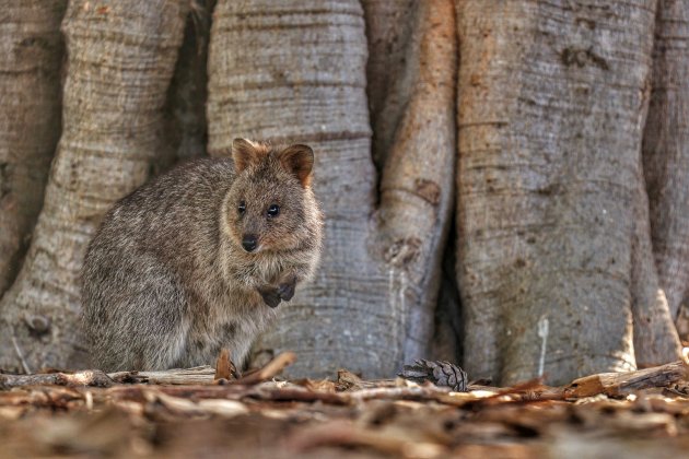 Quokka