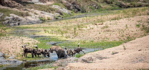 Wilde honden en een hyena