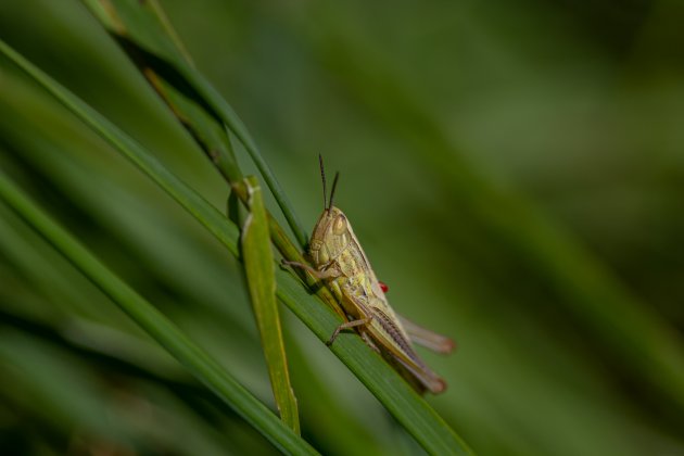 In het groen