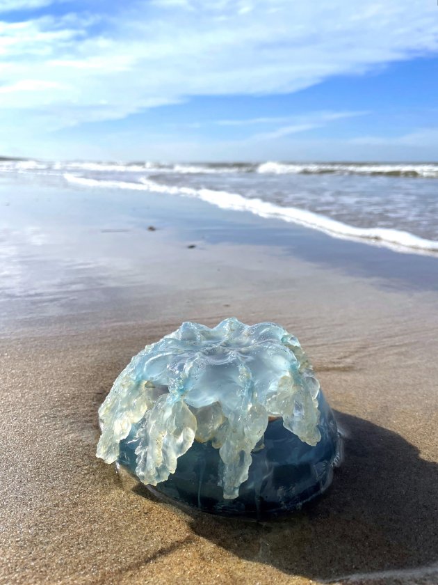 Kunstwerkje op het strand