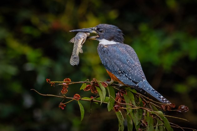 Amerikaanse reuzenijsvogel met vis