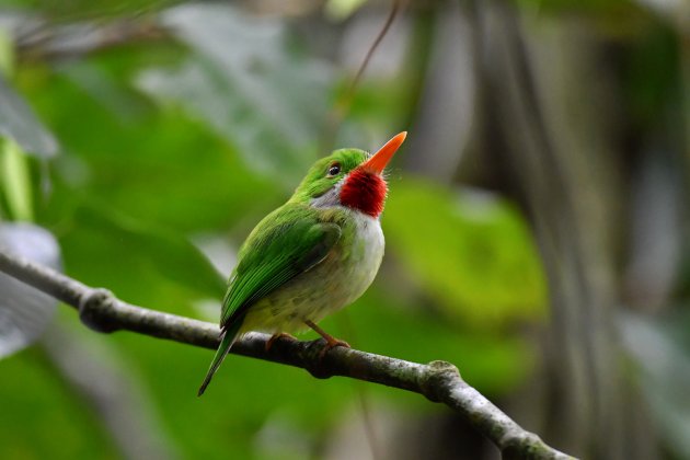 Rasta bird