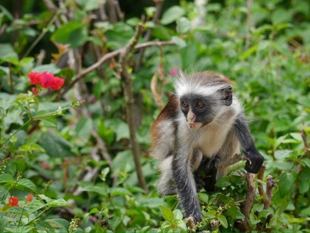 Red Colobus Monkey