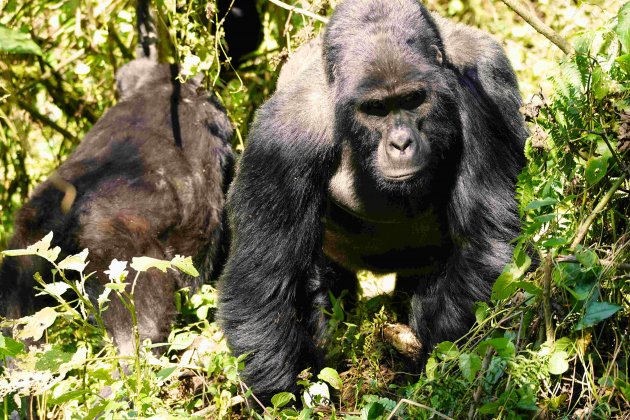 Gorilla's van Bwindi