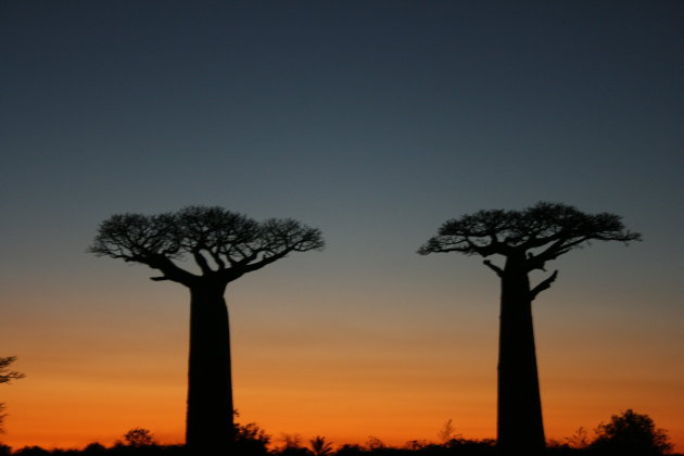 baobab