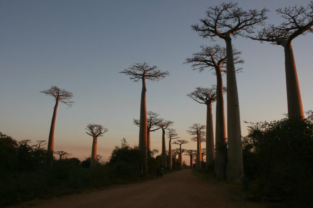 Morondava