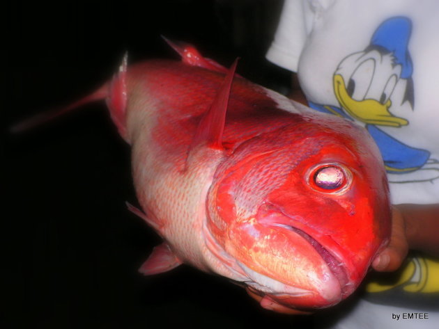 Ikan Merah