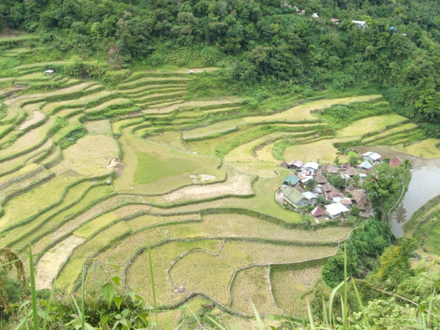 dorpje in de rijst
