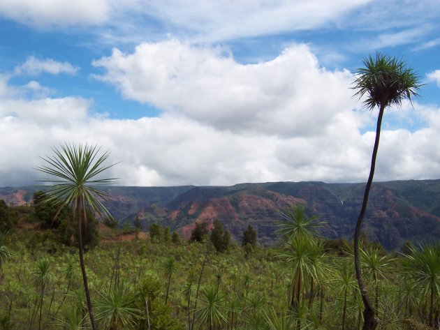 waimea canyon