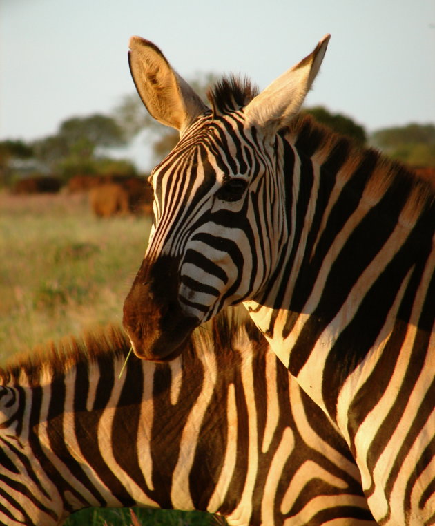 Hapje eten met de zebra's