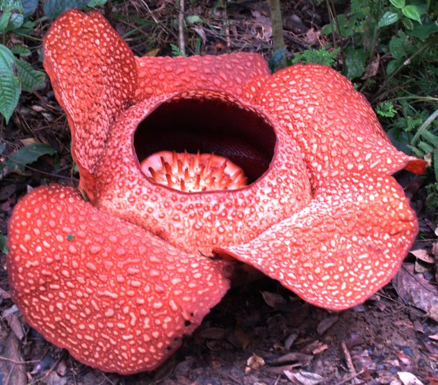 Rafflesia