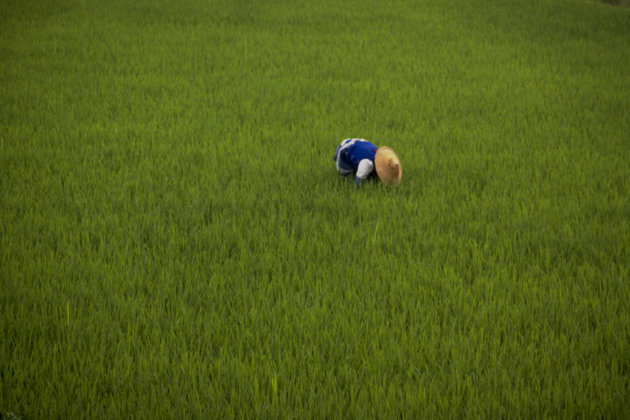 rijstveld bewerken