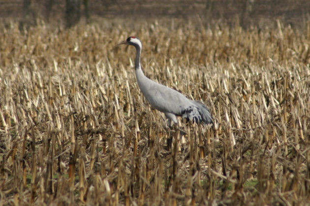 Kraanvogel