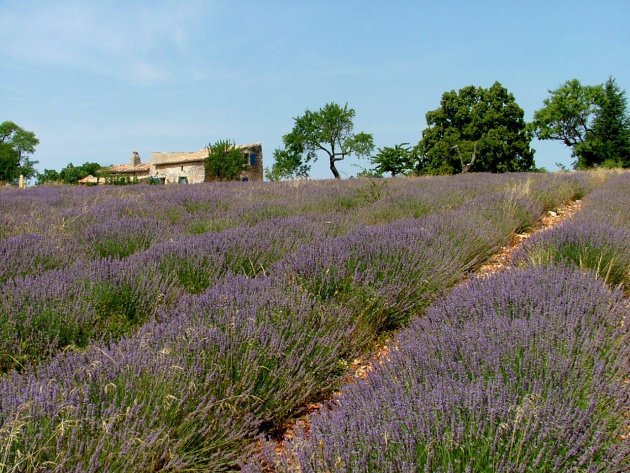 Lavendel