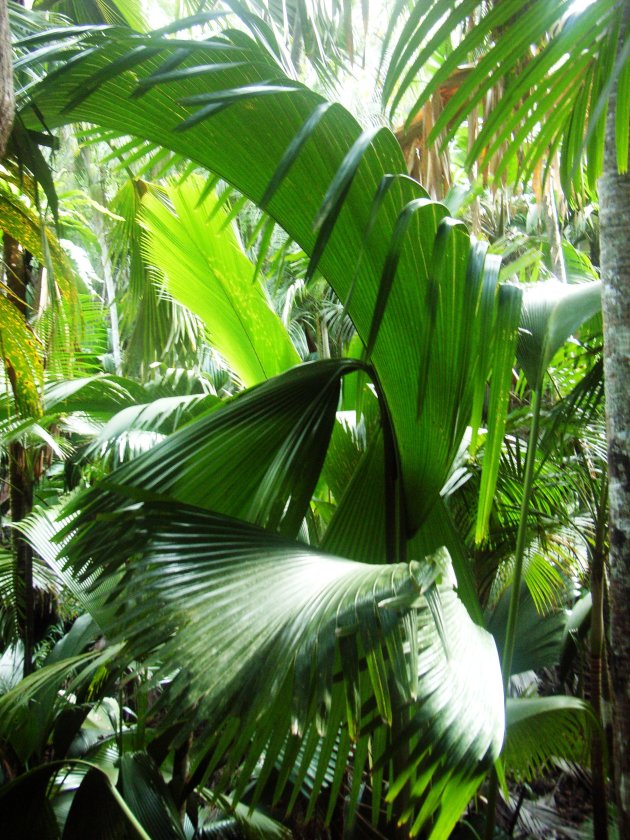 Palmbladen