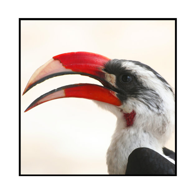 Hornbill