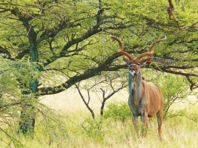 Kudu