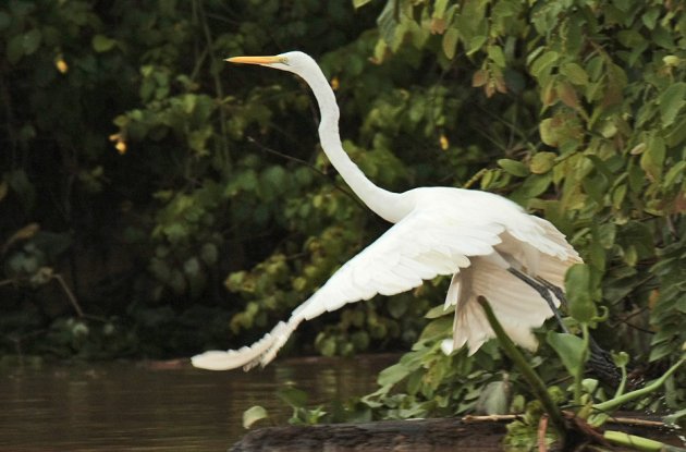 Flying Egret