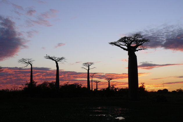 Baobab Avenue