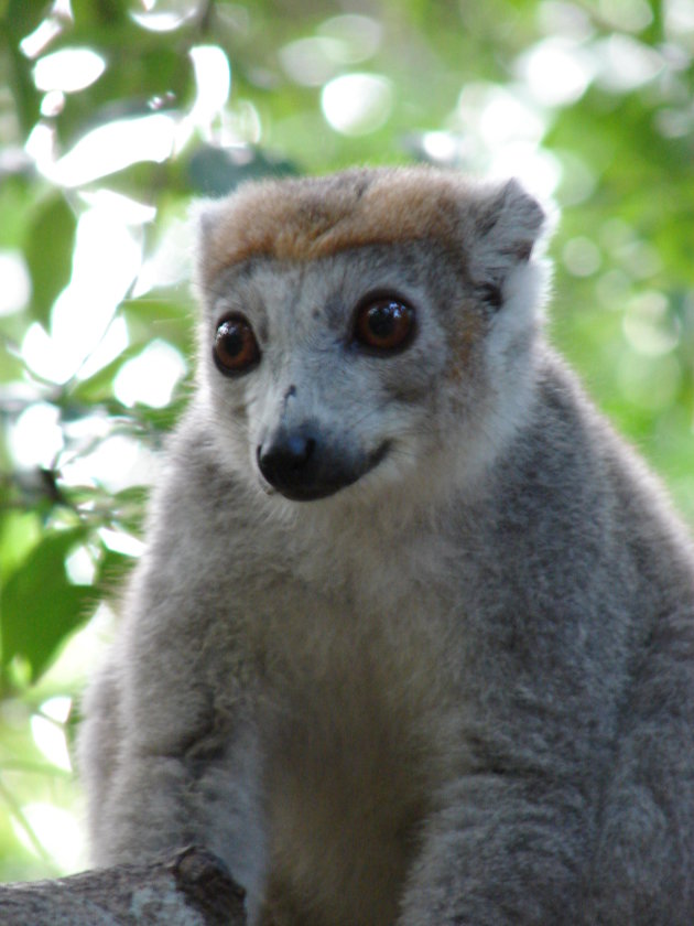 lemur - foto 3