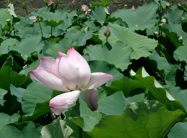 Flower in the city moat of Kagoshima