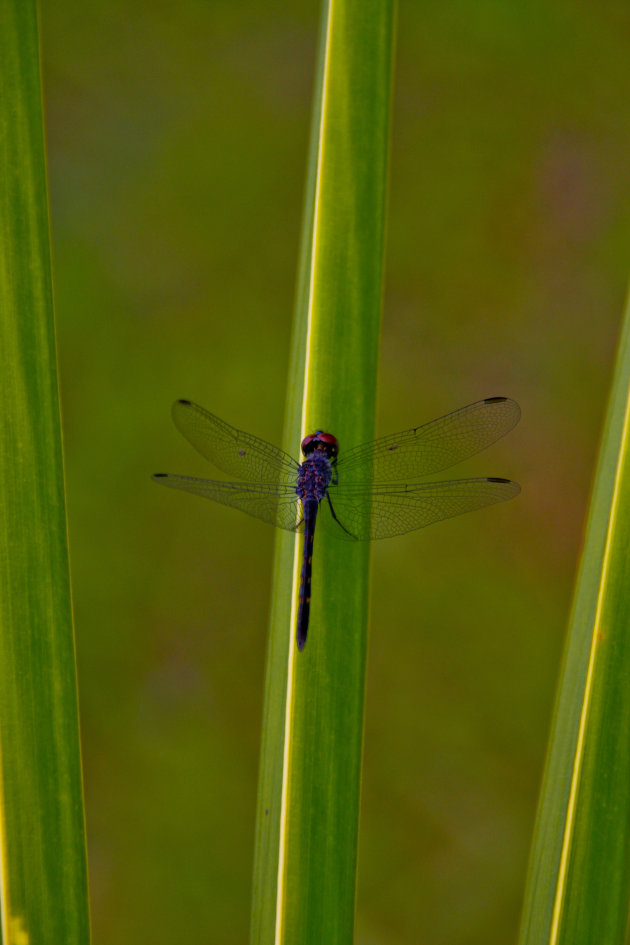 Dragon Fly